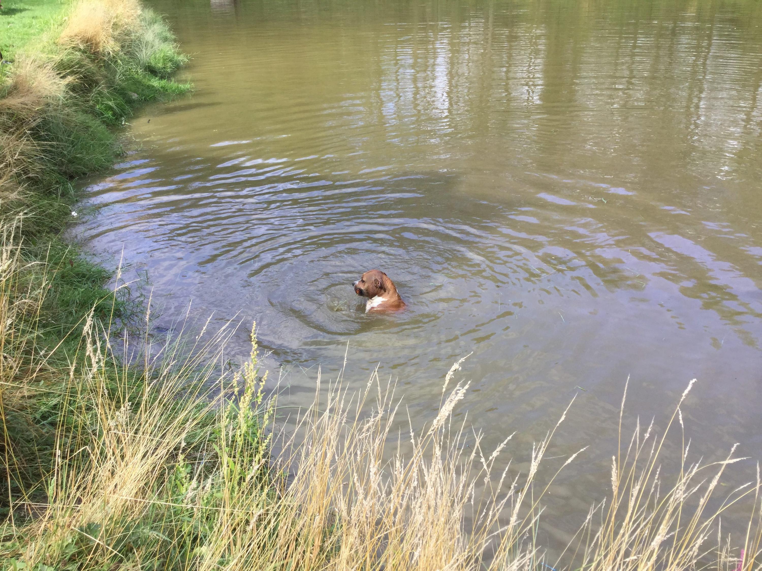 Vrij zwemmen in de vijver