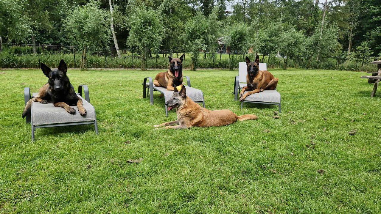 Onbeperkt aantal honden welkom