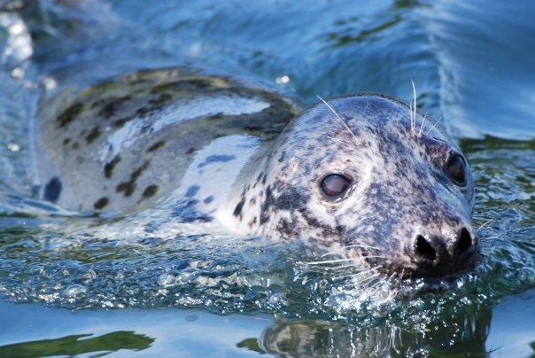Seal Spotting on the Glass Bottom Boats from Looe