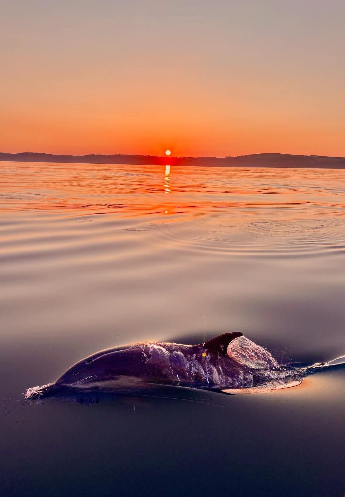 Dolphin off Looe
