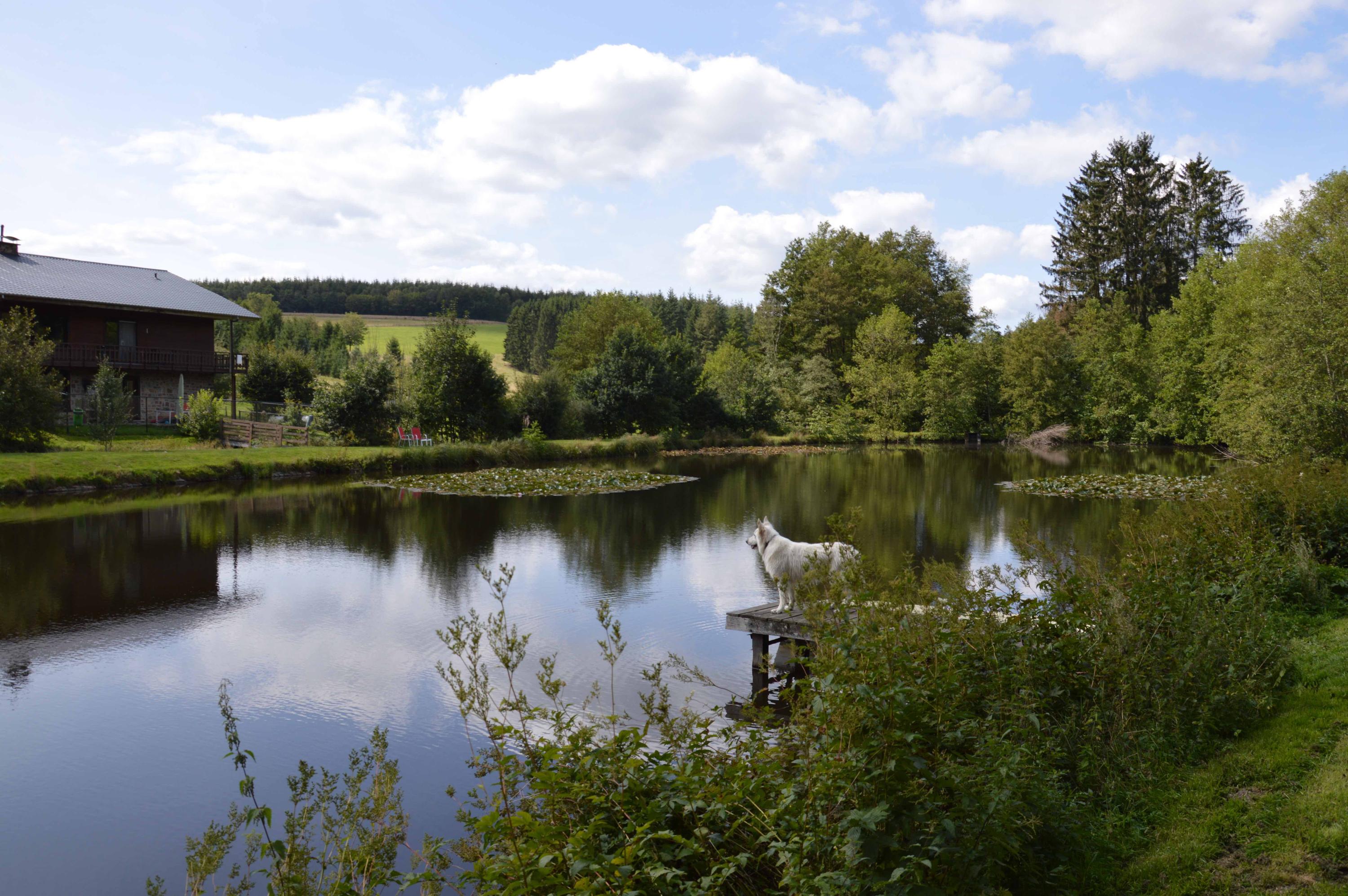 Vijver