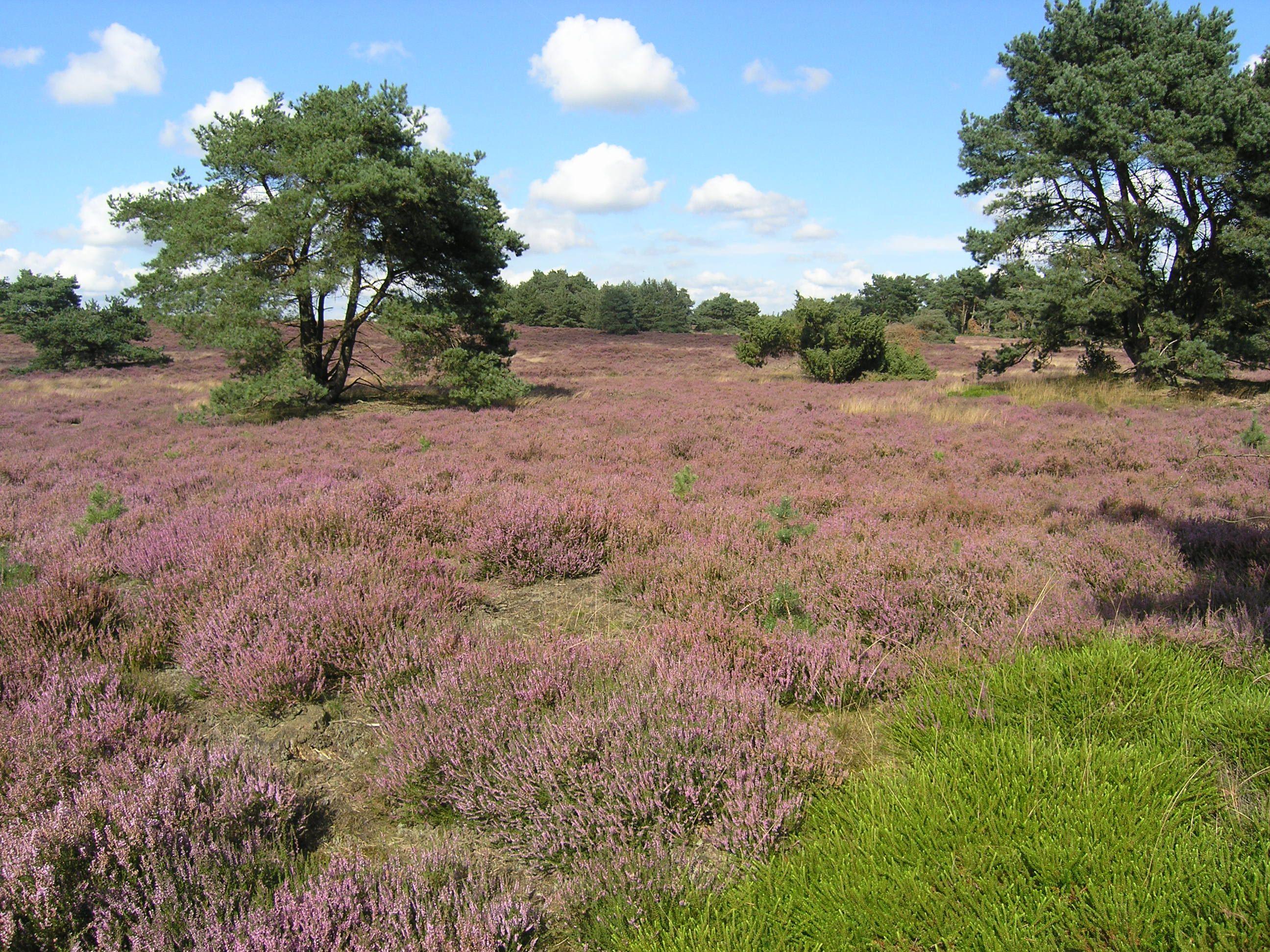 Omgeving