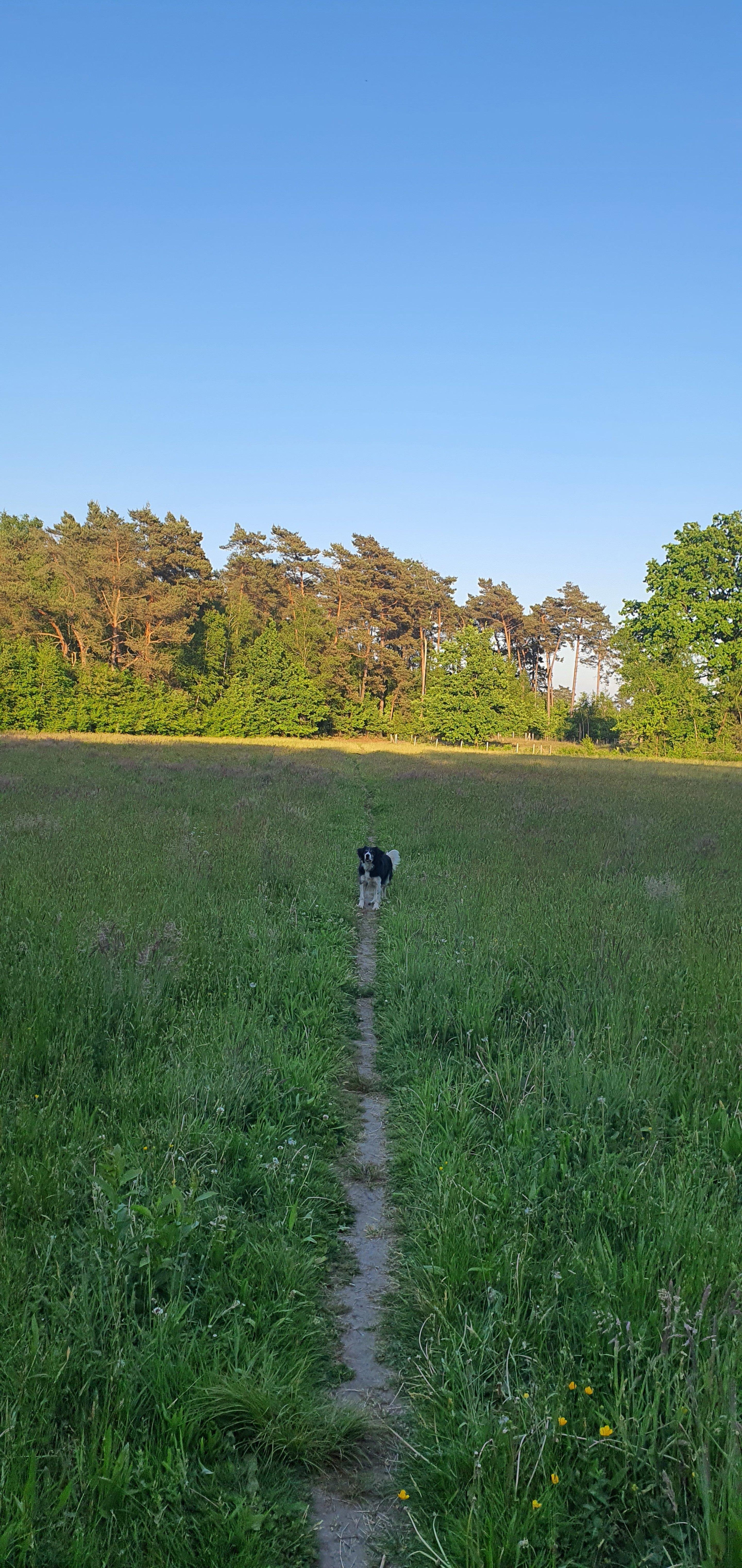 Wandelgebieden in de buurt