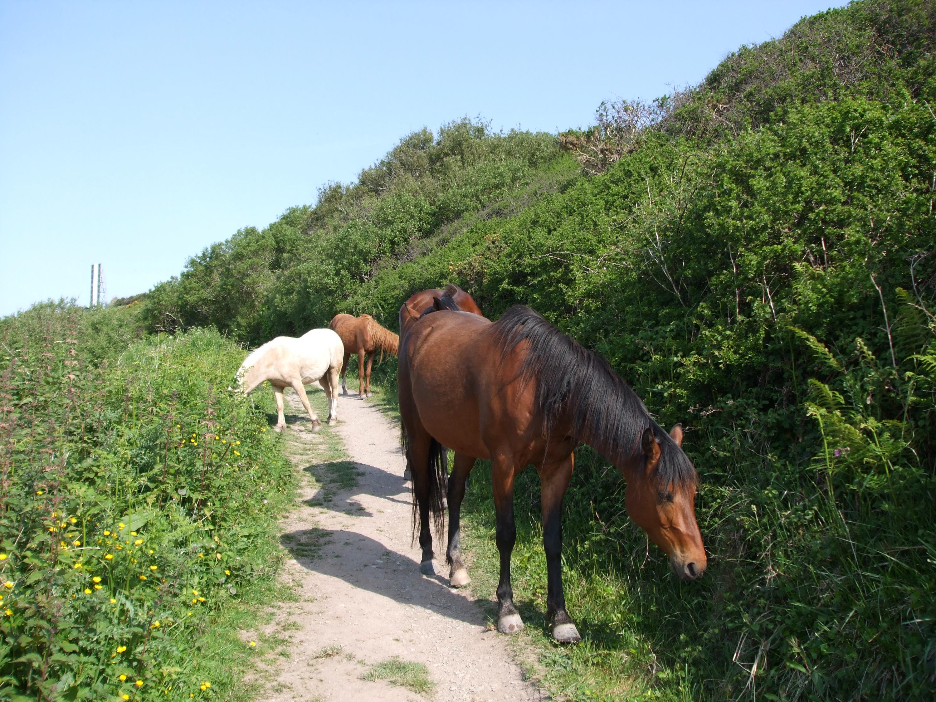 Ponies on the coastal path just out of Polperro