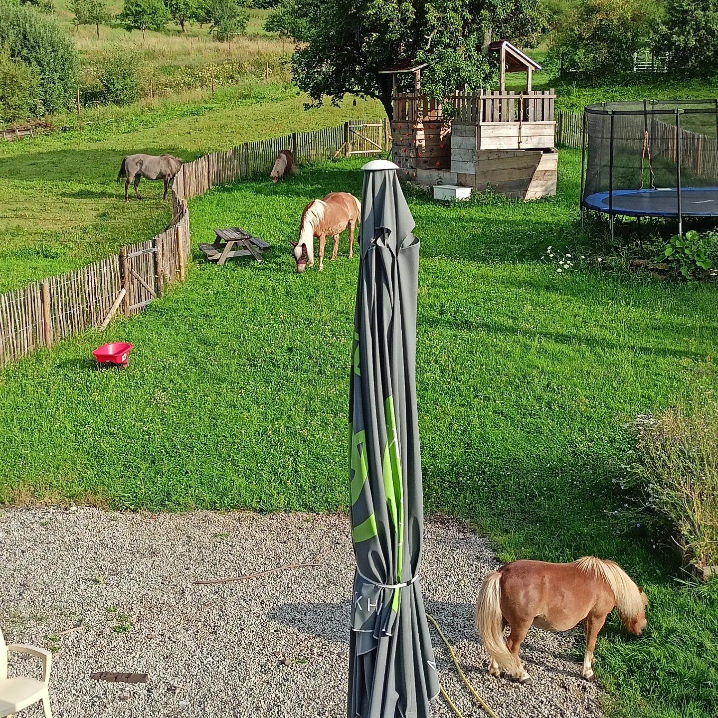 Achter de omheinde privétuin van Het Shiba Inu Huisje