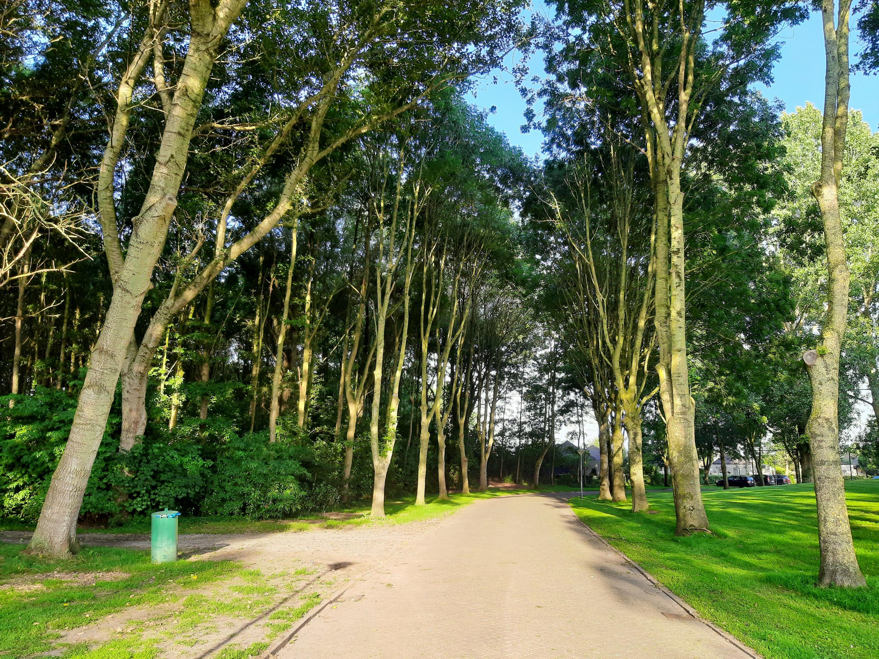Bosrijke omgeving in de buurt