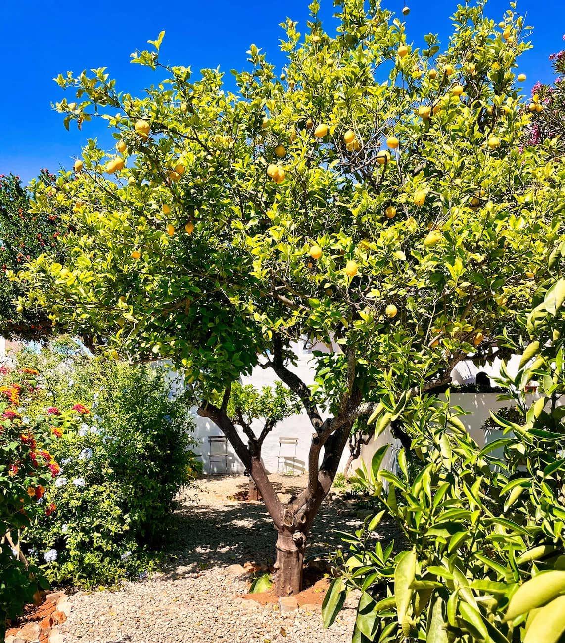 Monte das Uvas