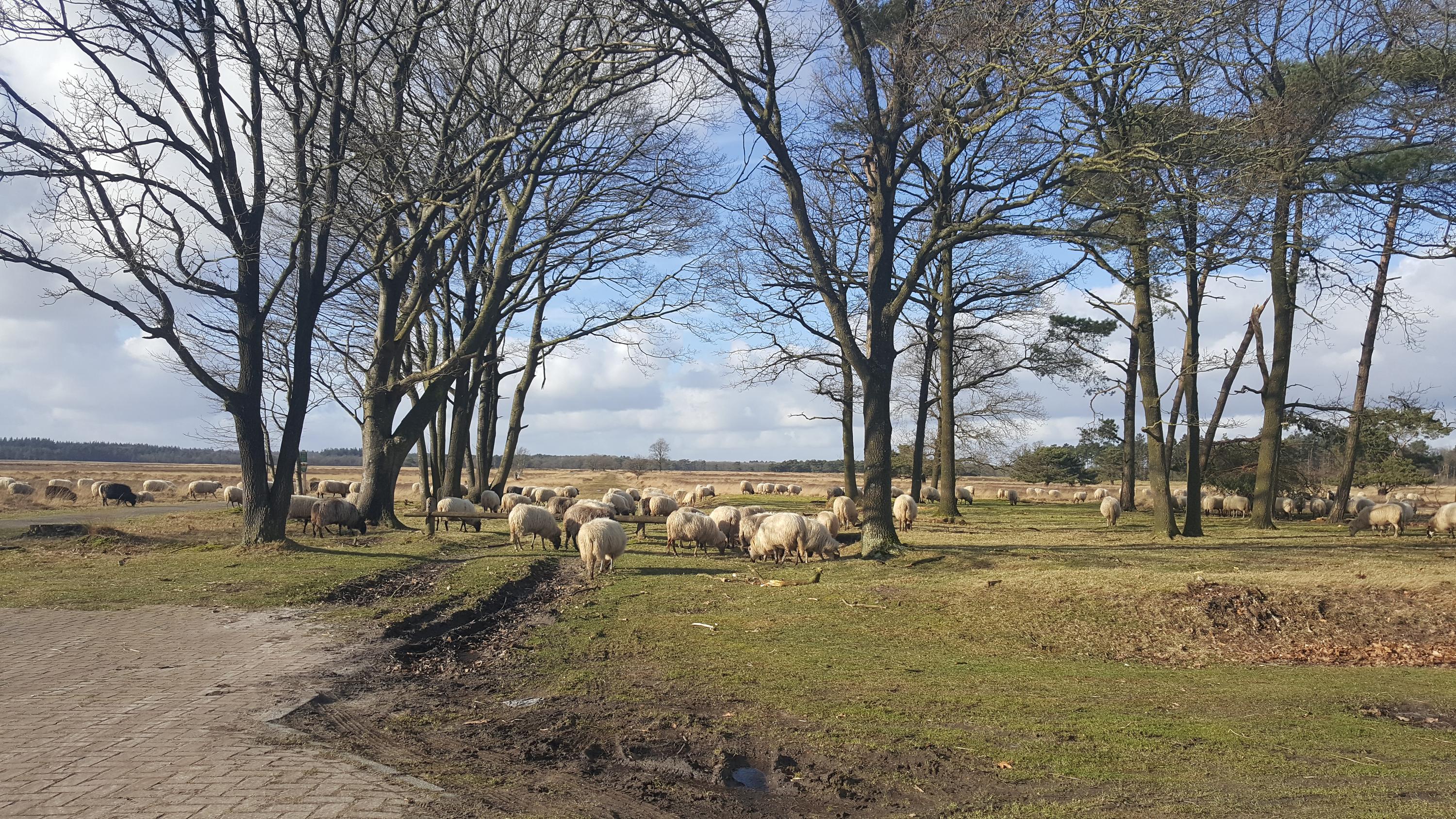 Drents Friese Wold