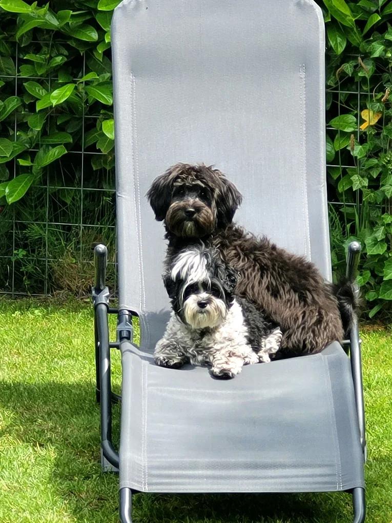Twee honden welkom