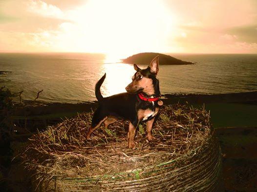 Dogs love Cornwall too!