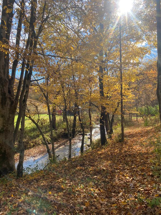 Neal Creek in Autumn