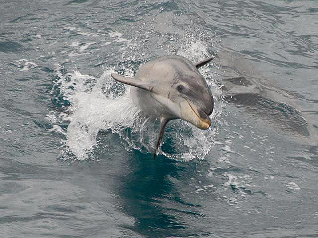Dolphin boat trip