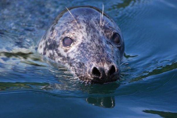Seal spotting boat trips