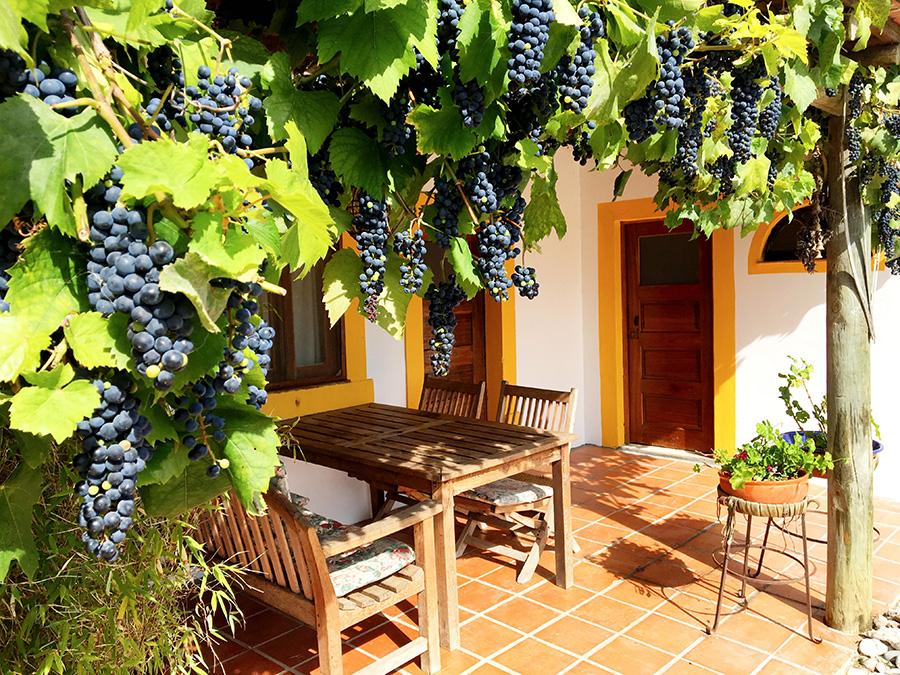 Front porch full of wine grapes, a outdoor dinning area with chairs and a couch