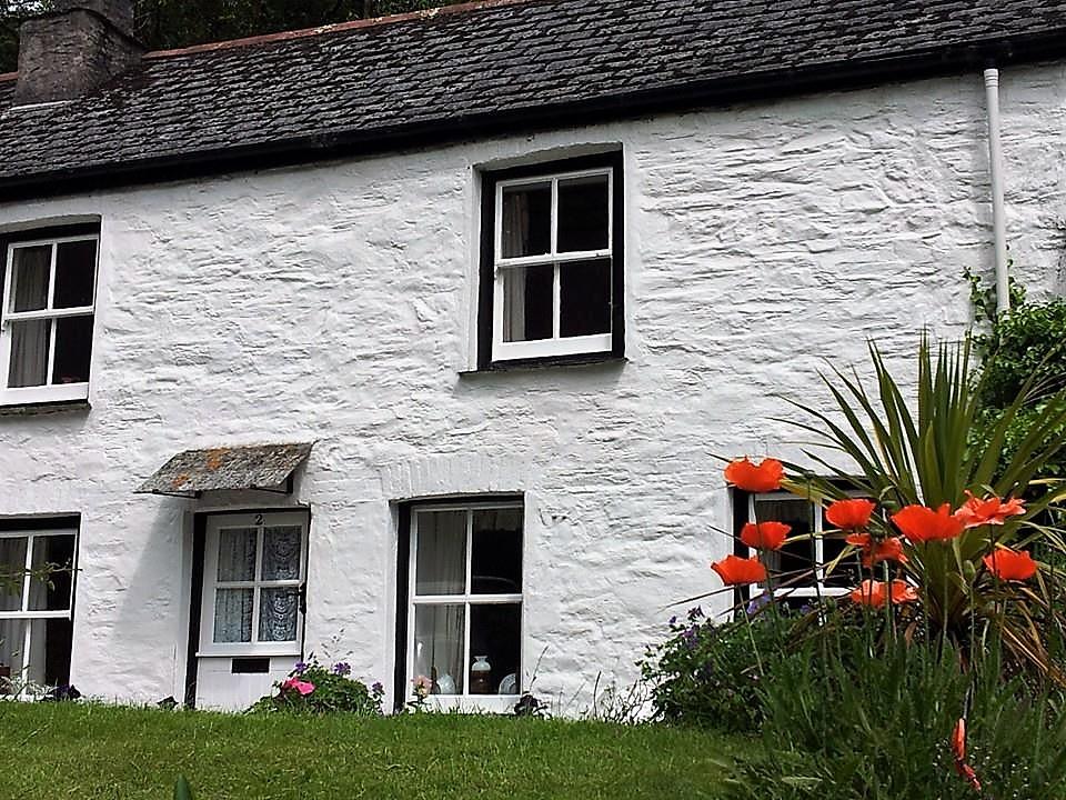 Poppies at the cottage