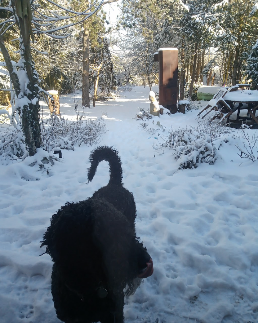 De omheinde tuin