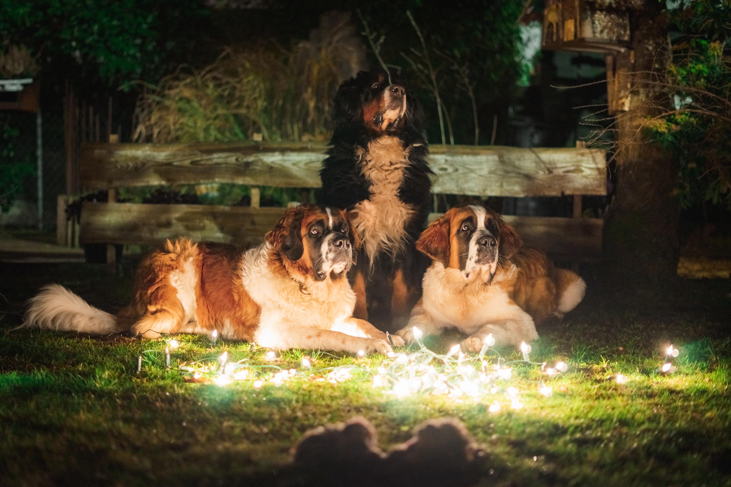 De mascottes van Het Sint Bernard Huisje