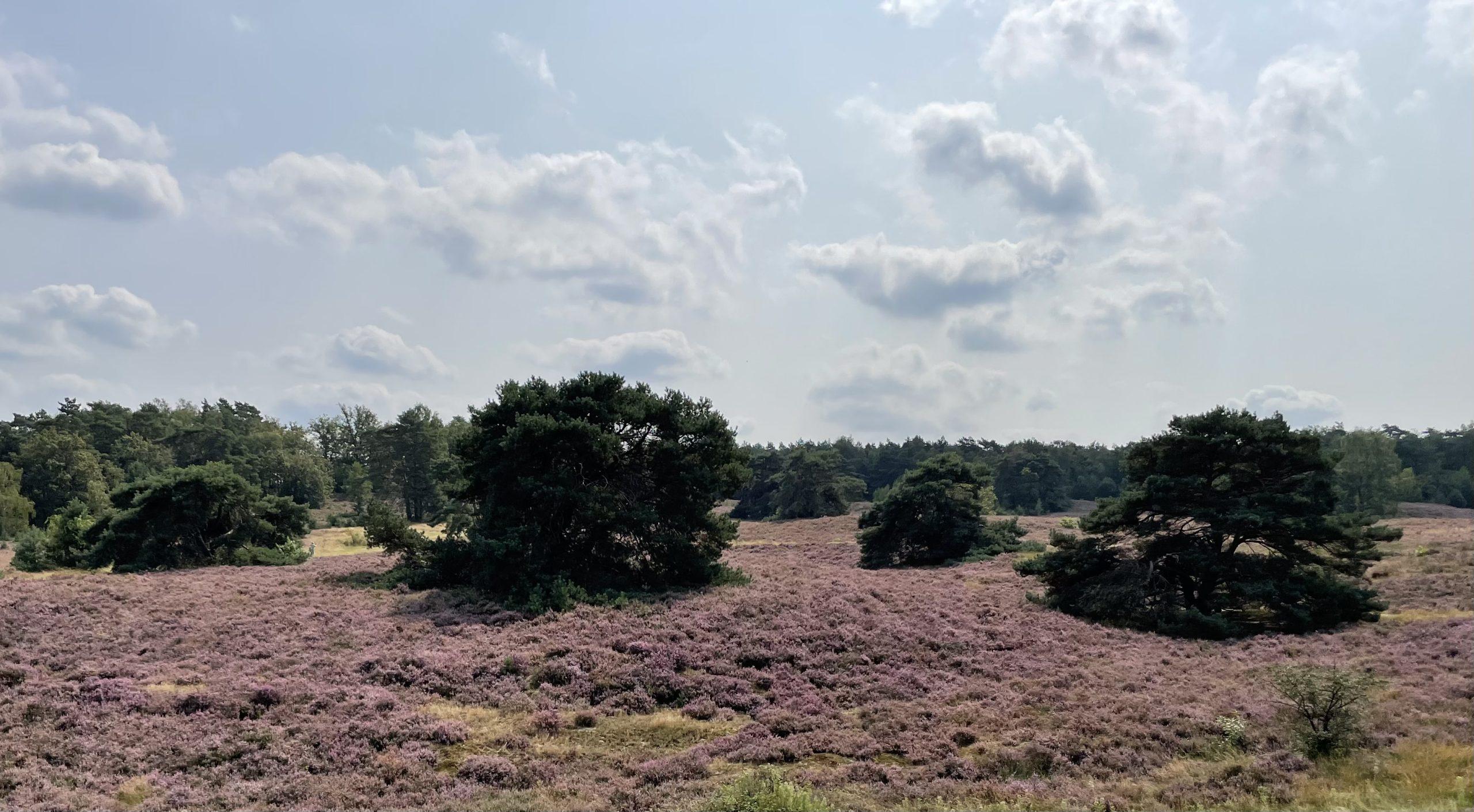 Omgeving
