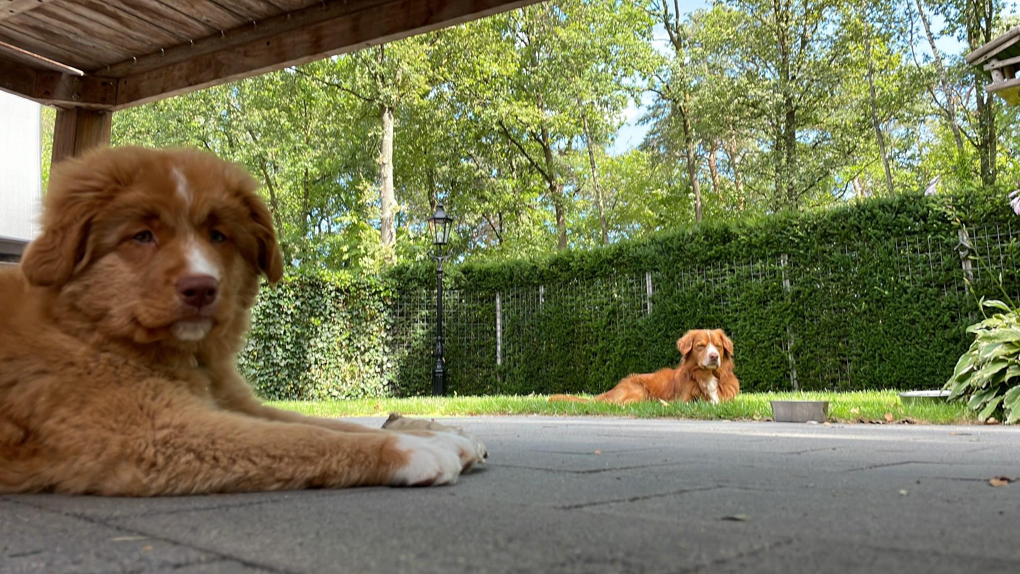 De omheinde tuin